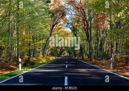 Straße im Herbst mit farbigen Bereich und Bäume ohne Autos oder Reisen Stockfoto