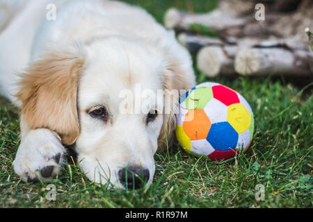 Schöne Golden Retriever Welpen auf das Gras nach dem Spielen mit einem bunten Ball Stockfoto