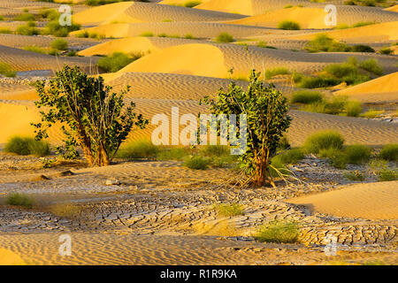 Panoramablick auf Leere Viertel Wüste im Oman. Stockfoto