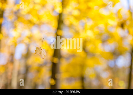 Ast mit Herbstlaub. Herbst Hintergrund. Stockfoto