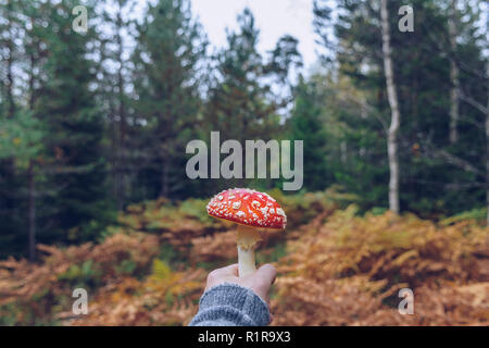 Persönliche Perspektive der Person Kommissionierung Amanita muscaria Pilze Stockfoto