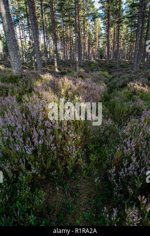 Wald von Heather im Carrbridge in den Highlands von Schottland. Stockfoto