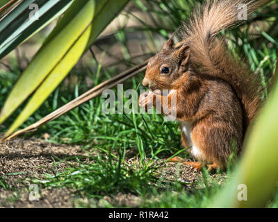 Nach links weist, Eichhörnchen, Sciurus vulgaris, sitzen unter einem phormium Pflanze Essen einer Mutter. Stockfoto