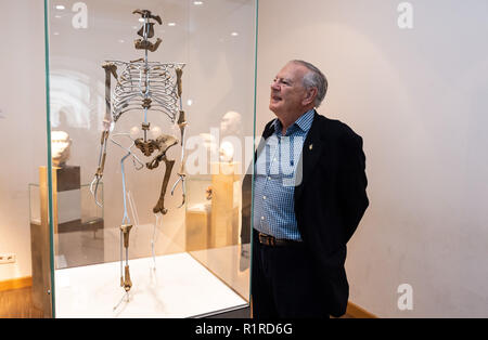 14. November 2018, Hessen, Frankfurt/Main: Die amerikanische Paleoanthropologist und Entdecker der 'Lucy' Skelett, Donald C. Johanson, steht neben einer Nachbildung der 'Lucy' Skelett im Senckenberg Museum. Die Paleoanthropologist entdeckte den Australopithecus afarensis Skelettreste vor 44 Jahren in Äthiopien. Das Skelett "Lucy" galt lange Zeit als der älteste Beweis der aufrechte Gang unserer Vorfahren betrachtet. Foto: Silas Stein/dpa Stockfoto