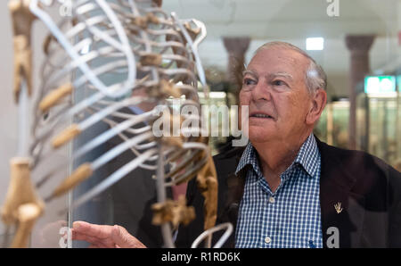 14. November 2018, Hessen, Frankfurt/Main: Die amerikanische Paleoanthropologist und Entdecker der 'Lucy' Skelett, Donald C. Johanson, steht neben einer Nachbildung der 'Lucy' Skelett im Senckenberg Museum. Die Paleoanthropologist entdeckte den Australopithecus afarensis Skelettreste vor 44 Jahren in Äthiopien. Das Skelett "Lucy" galt lange Zeit als der älteste Beweis der aufrechte Gang unserer Vorfahren betrachtet. Foto: Silas Stein/dpa Stockfoto