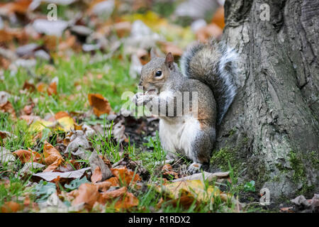 Preston, Lancashire, UK. 14 Nov, 2018. UK Wetter. Feuchten Start in den Tag. Auturm Blätter Wurf in Winckley Square Park als graue Eichhörnchen Nüsse in das Zentrum öffentlichen Ort versammeln. Credit: MediaWorldImages/Alamy leben Nachrichten Stockfoto