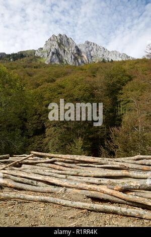Forstwirtschaftliche Arbeiten in den Pyrenäen, Frankreich. Stockfoto