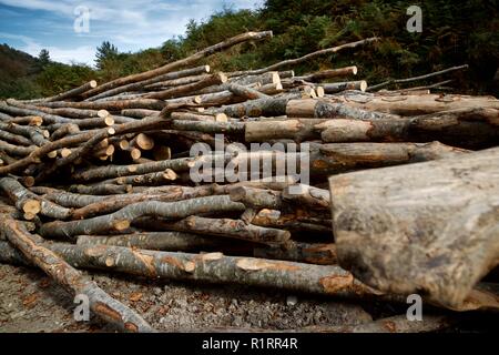 Forstwirtschaftliche Arbeiten in den Pyrenäen, Frankreich. Stockfoto
