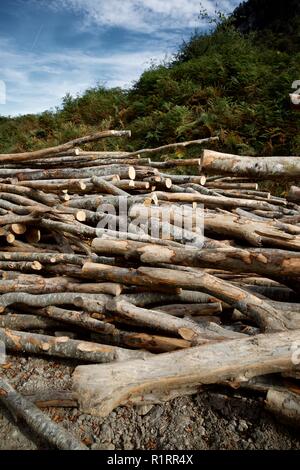 Forstwirtschaftliche Arbeiten in den Pyrenäen, Frankreich. Stockfoto