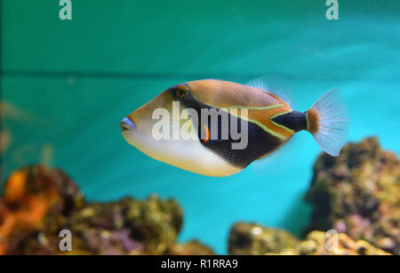 Lagune drückerfische Coral Reef Clown Drückerfisch Stockfoto