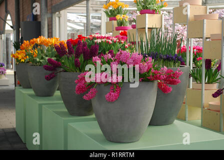 Lisse, Niederlande - 28 März 2017: Keukenhof ist jährlich geöffnet von Mitte März bis Mitte Mai. Besucher können die Pavillons mit Tulpen erkunden. Stockfoto