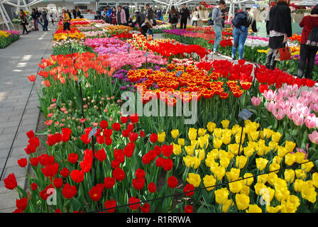 Lisse, Niederlande - 28 März 2017: Keukenhof ist jährlich geöffnet von Mitte März bis Mitte Mai. Besucher können die Pavillons mit Tulpen erkunden. Stockfoto