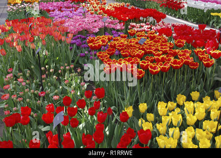 Lisse, Niederlande - 28 März 2017: Keukenhof ist jährlich geöffnet von Mitte März bis Mitte Mai. Besucher können die Pavillons mit Tulpen erkunden. Stockfoto