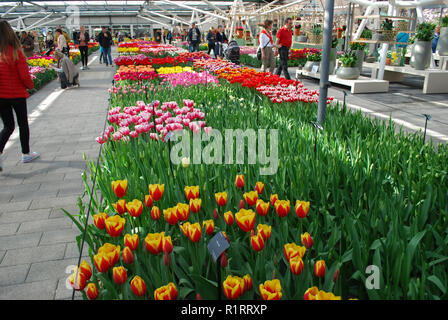 Lisse, Niederlande - 28 März 2017: Keukenhof ist jährlich geöffnet von Mitte März bis Mitte Mai. Besucher können die Pavillons mit Tulpen erkunden. Stockfoto