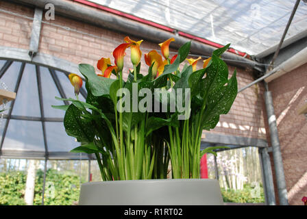 Lisse, Niederlande - 28 März 2017: Keukenhof ist jährlich geöffnet von Mitte März bis Mitte Mai. Besucher können die Pavillons mit Tulpen erkunden. Stockfoto