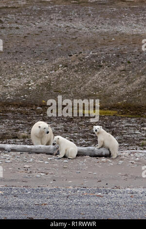 Ein Eisbär Mutter und zwei jungen Pause an der Küste. Ein Junge spielt mit etwas Seegras. Das Ufer aus Forlandsundet, Svalbard Stockfoto