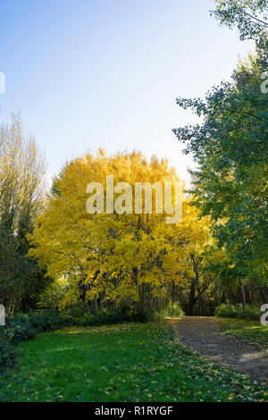 Goldene gelbe Blätter an den Bäumen in spinny im Herbst Milton Park Cambridge UK 10/11/2018 Stockfoto