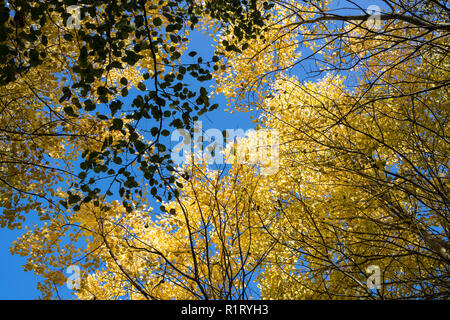 Aspen Baumkronen im Herbst Milton Park Cambridge UK 10/11/2018 Stockfoto