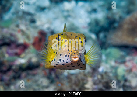 Gelber kofferfisch Ostracion cubicus []. Indonesien. Stockfoto