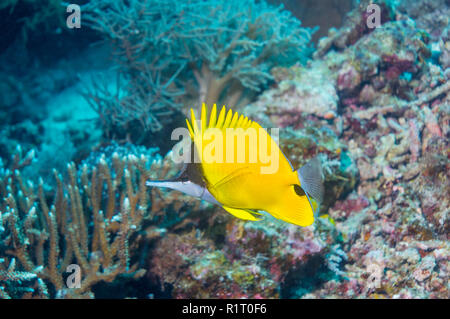 Yellow longnose Falterfische oder Pinzette Falterfische [Forcipiger flavissimus]. Indonesien. Stockfoto