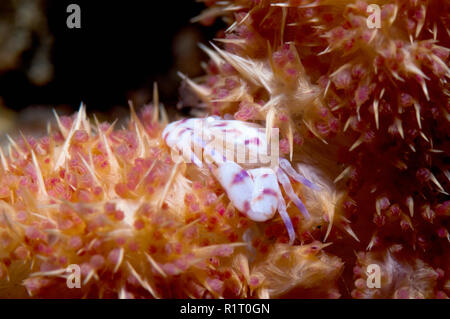 Kleine Arten von Porzellan crab thront auf einem weichen Korallen. Norht Lembeh Strait, Sulawesi, Indonesien. Stockfoto