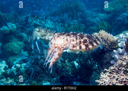 Broadclub Tintenfisch [Sepia latimanus]. Indonesien. Stockfoto