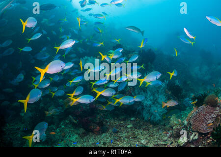 Schule der Tief-bodied Füsiliere [Caesio cuning]. West Papua, Indonesien. Stockfoto