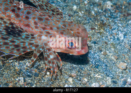 Flying Gurnard [Dactyloptena orientalis]. Lembeh Strait, Nord Sulawesi, Indonesien. Stockfoto