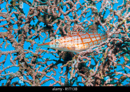 Longnose fischfreundschaften (Oxycirrhites typus) Gorgonien thront. Raja Ampat, West Papua, Stockfoto