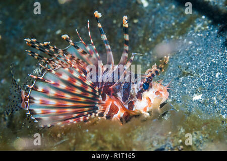 Dendrochirus zebra Zebra lionfish []. Indonesien, indo-west Pazifik. Stockfoto