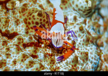 Kaiser Garnelen [Zenopontonia rex] Auf einer Seegurke. Lembeh Strait, Nord Sulawesi, Indonesien. [Vor dem Periclemenes Imperator]. Stockfoto