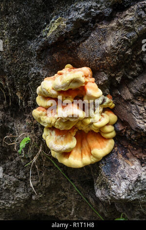 Chicken of the Woods (Laetiporus sulfureus), ein essbarer Bracketpilz, der auf einer alten Eiche in einem Herefordshire-Wald wächst, Großbritannien Stockfoto