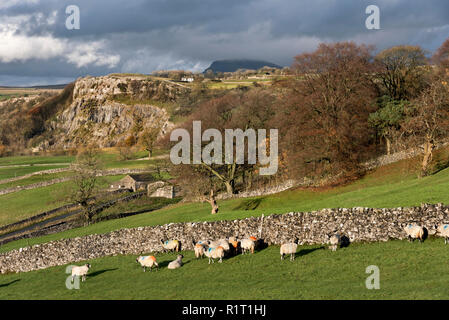 Pen-y-Ghent peak (in fernen Schatten) und Winskill Steine Plateau im Herbst Licht gesehen von Langcliffe, in der Nähe von Settle, Yorkshire Dales National Park. Stockfoto