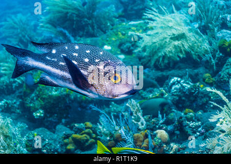 Schwarze und weiße Snapper [Macolor niger]. Indonesien. Stockfoto