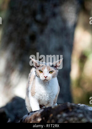 Devon Rex Katze auf einen gefallenen Log in den Wäldern Stockfoto
