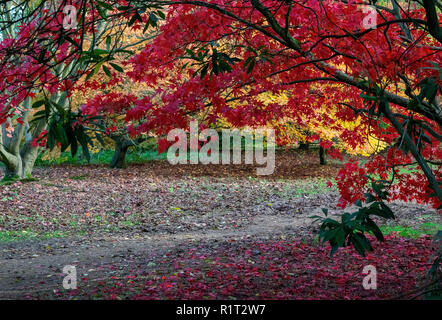 Acer Baum, Aboretum, Nuneham Courtney, Oxford, Großbritannien Stockfoto