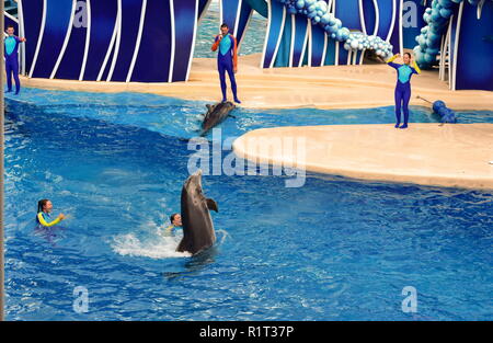 Orlando, Florida. September 09, 2018 Dolphin tanzen und andere Dolphin im Pool in Seaworld Dolphin Tage zeigen. Stockfoto