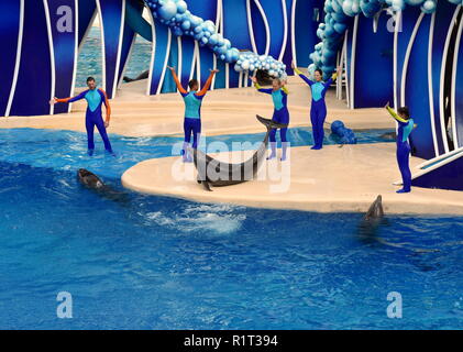 Orlando, Florida. September 09, 2018 Schönes Dolphin Interaktion mit Ausbildern in Seaworld Dolphin Tage zeigen. Sea World ist ein Ozean tierische Theme Park. Stockfoto