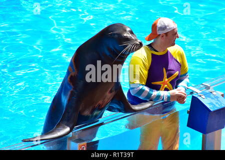 Orlando, Florida. September 09, 2018 Schönes sea lion Interaktion mit Instruktor in Seaworld Seelöwen-show. Stockfoto