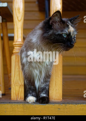 Katze Neva Masquerade im Sommer im Land, Russland Stockfoto