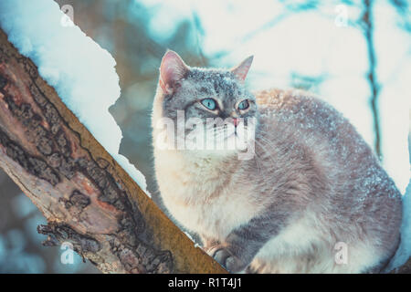 Cute Siamesische Katze sitzt auf einem Baum im Garten in der Schneefall im Winter Stockfoto