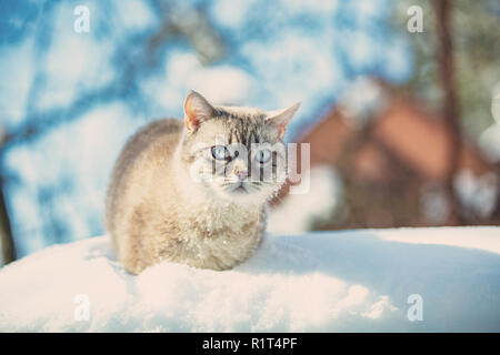 Cute Siamesische Katze Spaziergänge in tiefem Schnee im Garten in der Schneefall im Winter Stockfoto