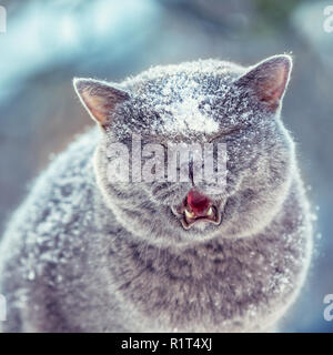 Süße Britisch Kurzhaar Katze Spaziergänge im Freien in der Schneefall im Winter Stockfoto