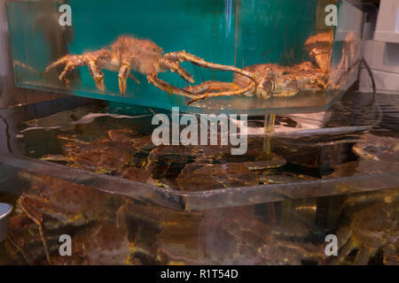 Im Nijo Fischmarkt in Sapporo, Japan. Live King Crab in einem Tank. Stockfoto