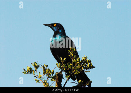 Südafrika - Nahaufnahme von einem Kap Glossy Starling sitzen auf einem Baum oben mit einem klaren blauen Himmel Hintergrund. Beachten Sie die reichlich Platz für Ihren Text. Stockfoto