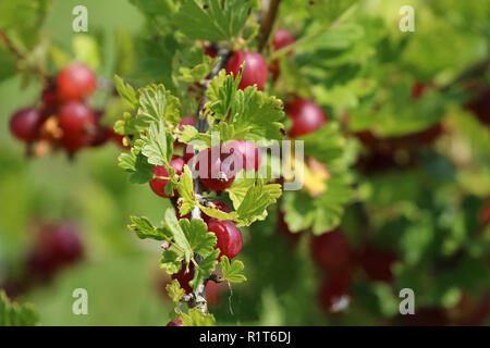 Stachelbeeren auf Bush Zweig. Stachelbeeren auf Bush. Stachelbeeren im Garten. Sommer Beeren in Lettland. Stockfoto