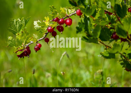 Stachelbeeren auf Bush Zweig. Stachelbeeren auf Bush. Stachelbeeren im Garten. Sommer Beeren in Lettland. Stockfoto