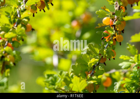 Stachelbeeren auf Bush Zweig. Stachelbeeren auf Bush. Stachelbeeren im Garten. Sommer Beeren in Lettland. Stockfoto