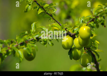 Grüne Pflaumen auf Ast. Unreife Pflaumen am Baum. Grüne Pflaumen auf grünem Hintergrund im Garten. Sommer Früchte in Lettland. Stockfoto