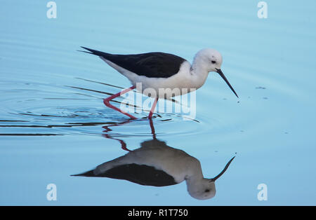 Schwarz geflügelte Stlt Stockfoto